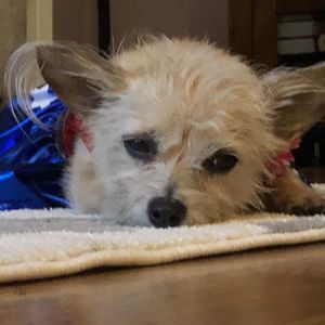 Meet your Posher, Jade